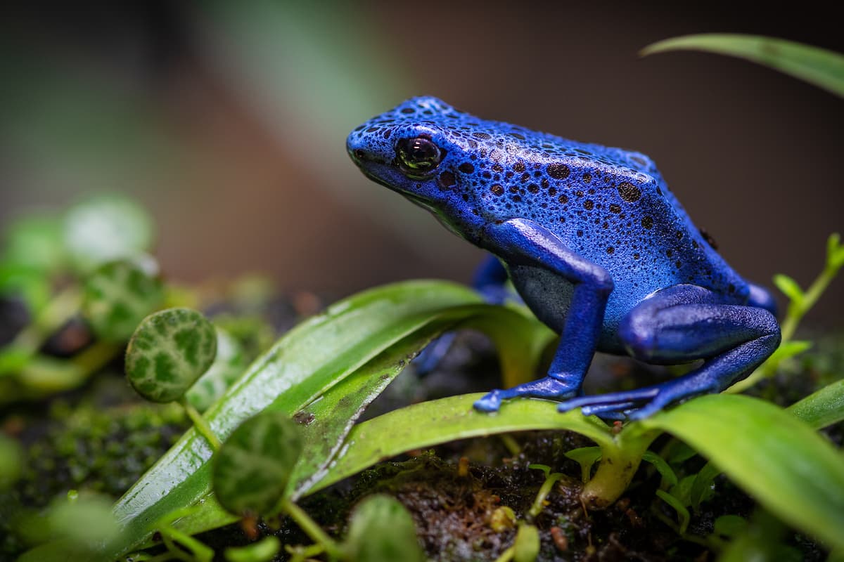Estas ranas usan su veneno solo para la autodefensa, y si son mordidas por un depredador, la toxina también tiene un sabor horrible.