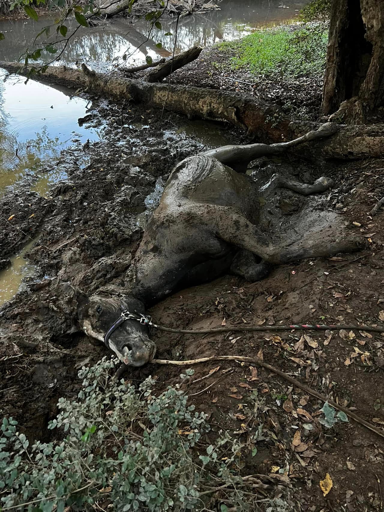 Servicios de emergencia y Bomberos del condado de Cobb ayudaron en el rescate de una yegua.
<br>