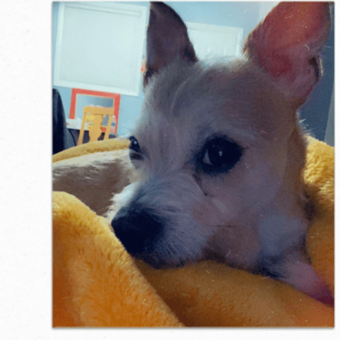 Kobe, de 3 añitos, fue adoptado cuando tenía 2 meses de nacido. "Es un amor, me Ha demostrado que ellos dan amor sin esperar nada a cambio. Adopta un cachorro de calle, no compres", dijo Verónica.