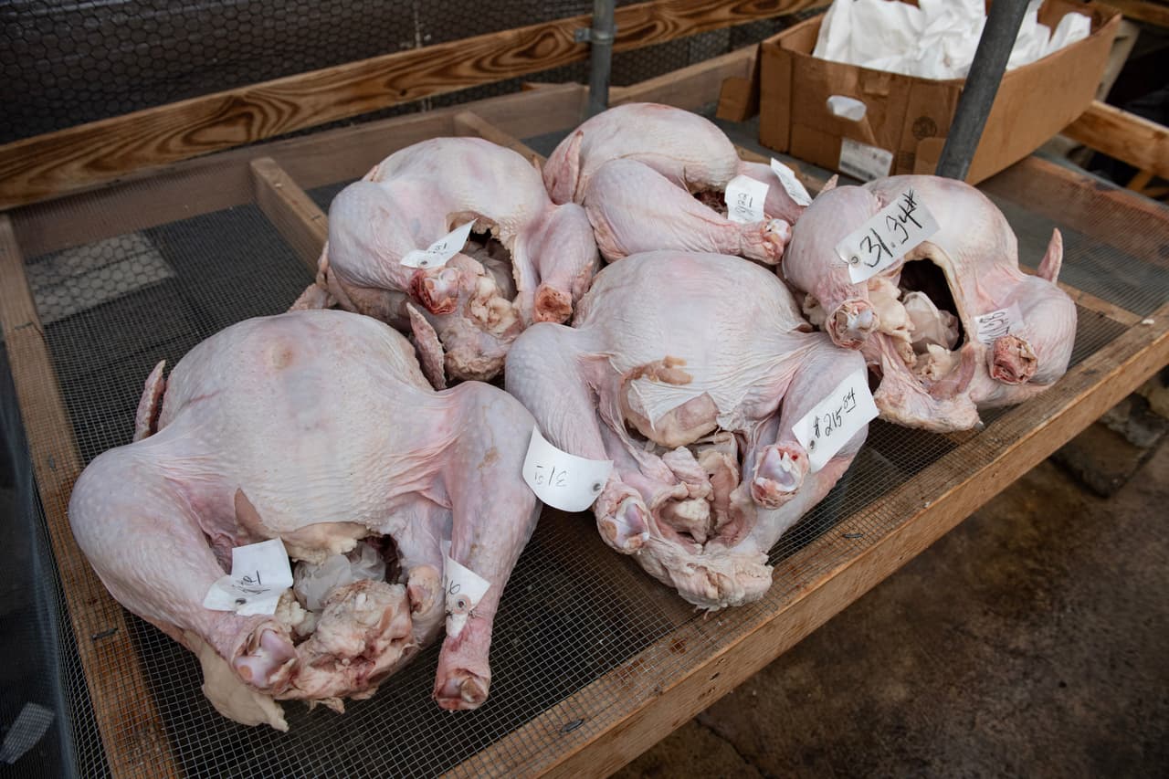Una vez está listo el pavo, el siguiente paso es, nuevamente lavarse las manos y meterlo al horno durante cuatro horas a 350 grados.
<br>