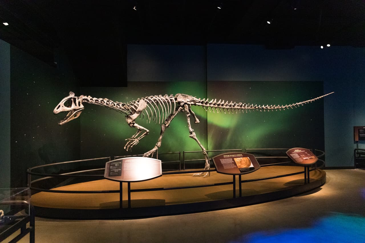 También hay un esqueleto recontruido de un dinosaurio que vivió en la Antártida hace unos 192 millones de años. ¿Sabías que a este dinosaurio se le conoce como
<i>Elvisaurus? Esto </i>por la cresta de su frente, que se le parece al peinado de Elvis Presley.