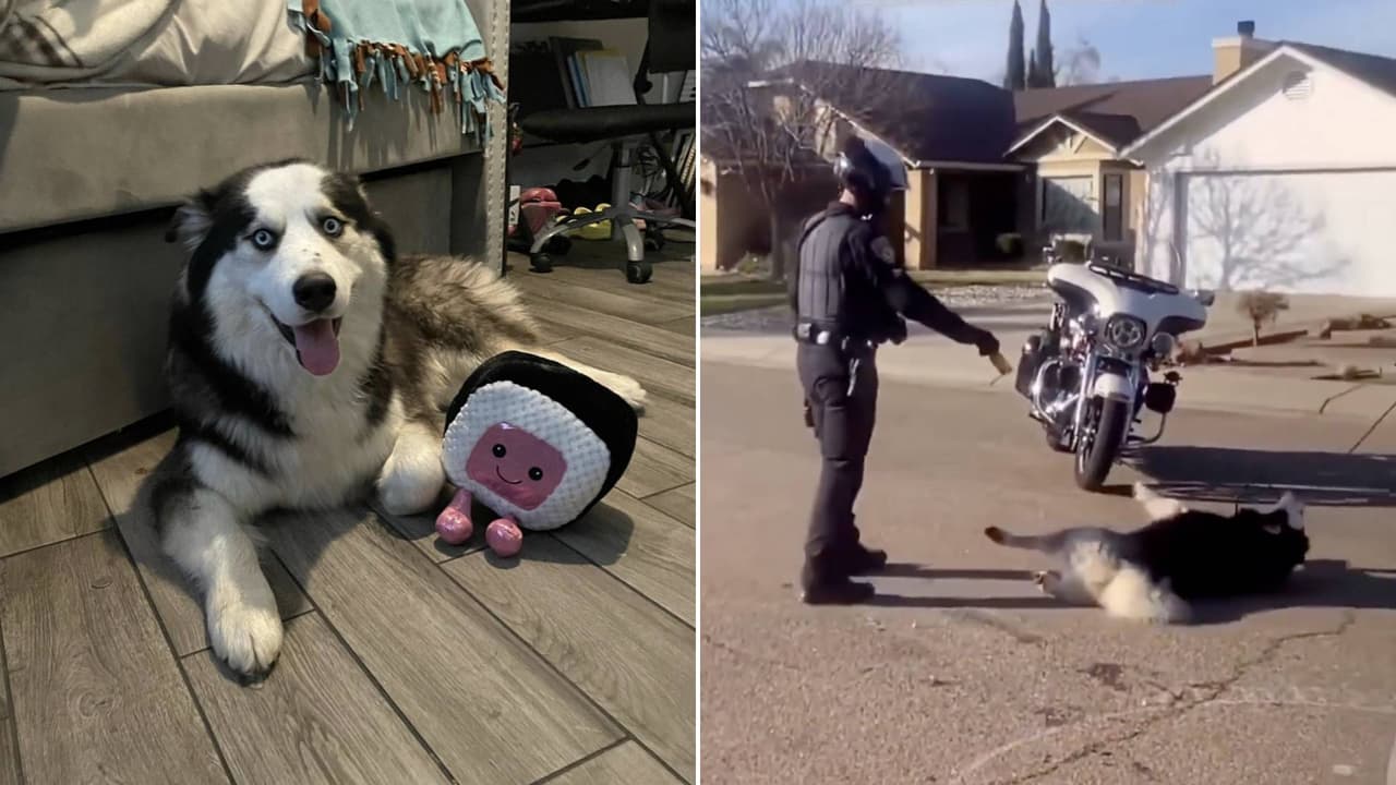 Marchan en Lodi para pedir justicia para Enzo, perro que murió a manos de la policía