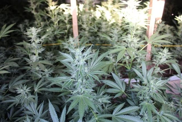 Los agentes de narcóticos de la policía del Sheriff de Fresno encontraron miles de plantas tras una investigación que los llevo a este domicilio.