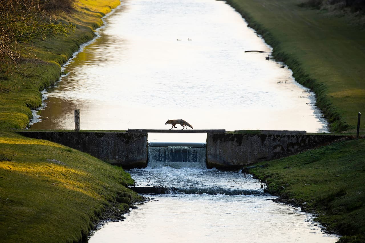<b>“Un zorro cruzando el puente” </b>
<br>
<br>“Este zorro cruza el puente con regularidad en primavera pero para dar con el ángulo correcto para la imagen tuve que ir a un punto muy alto, y también esperar bastante”, explicó el autor. La imagen resultó ganadora en la categoría ‘Naturaleza de los Países Bajos’, de donde es originario este concurso.
<br>