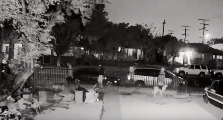 Policía de Los Ángeles revela video en el que un hombre le dispara a quemarropa a un perro