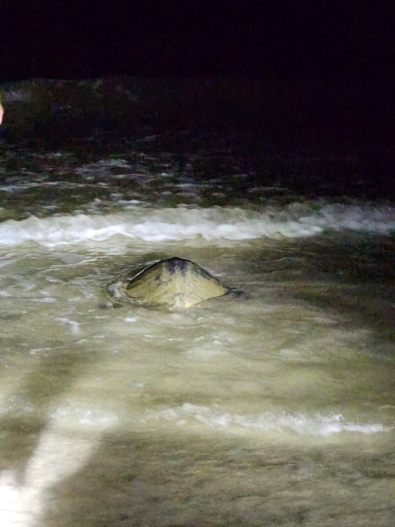 Afortunadamente el animal estaba a tan sólo unos 100 metros de distancia del océano y fue liberada en su hábitat sin incidentes.