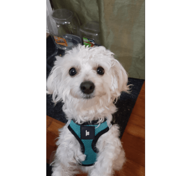 Este perrito maltés llamado Chacho sonrió para una fotografía.