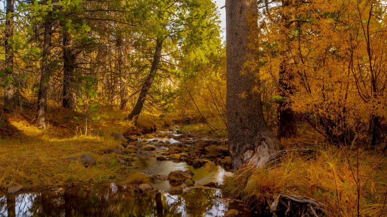 <h2 class="cms-H2-H2">Feather River Canyon</h2>
<br>
<br>Uno de los
<b>lugares imperdibles para los amantes de los paisajes otoñales</b> se encuentra en el condado de Plumas, en el norte de California. Disfruta de estos escenarios idílicos salpicados con tonos dorados, rojos y naranjas en un viaje por la Autopista 70, uno de los mejores caminos para disfrutar de la temporada.