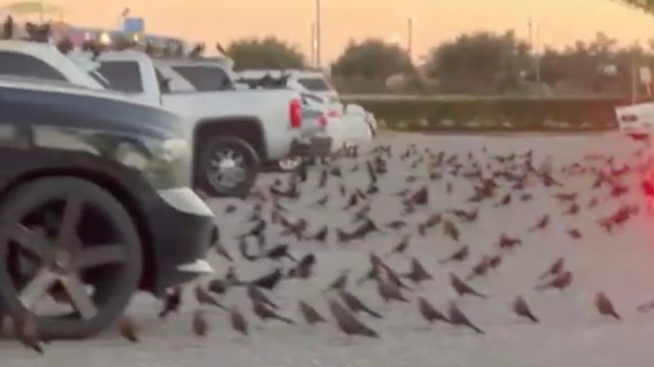 Un
<a href="https://www.univision.com/local/houston-kxln/viralizan-en-tiktok-video-de-cientos-de-aves-en-walmart-de-houston-texas-video">video se hizo viral</a> en la red social
<a href="https://www.tiktok.com/@soyfrancesco5/video/7025644796752710958?lang=en&is_copy_url=1&is_from_webapp=v1" target="_blank">TikTok</a> donde se observan cientos de aves en un Walmart del área de Houston. Hans Gonzembach, experto en el comportamiento de aves salvajes, explica el por qué de este fenómeno.