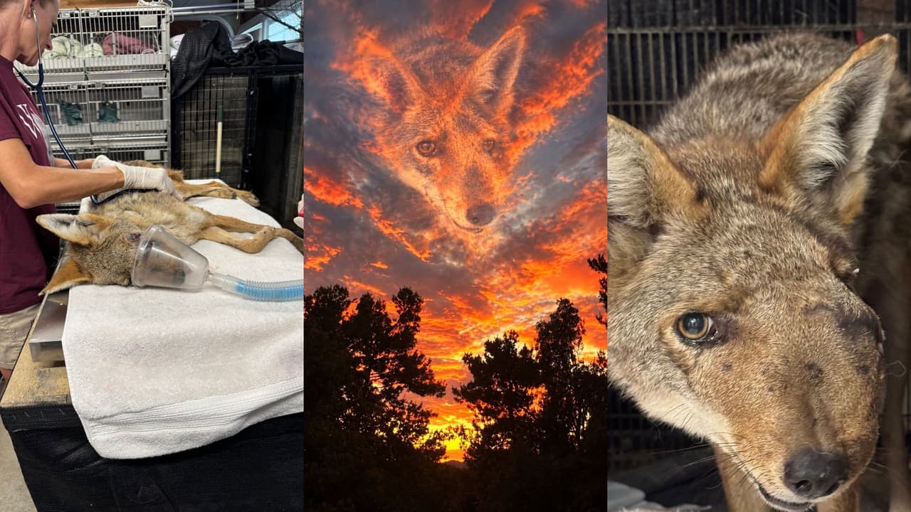 Ofrecen recompensa de $10,000 para encontrar a quien disparó al coyote Wendy en Studio City