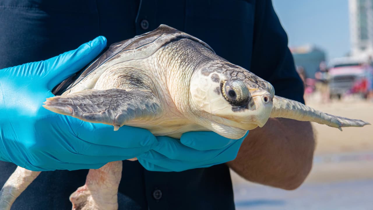 También fueron liberadas otras seis tortugas marinas por personal del zoológico de la Universidad A&M de Texas en el Centro para la Investigación de Tortugas Marinas del Golfo de Galveston.