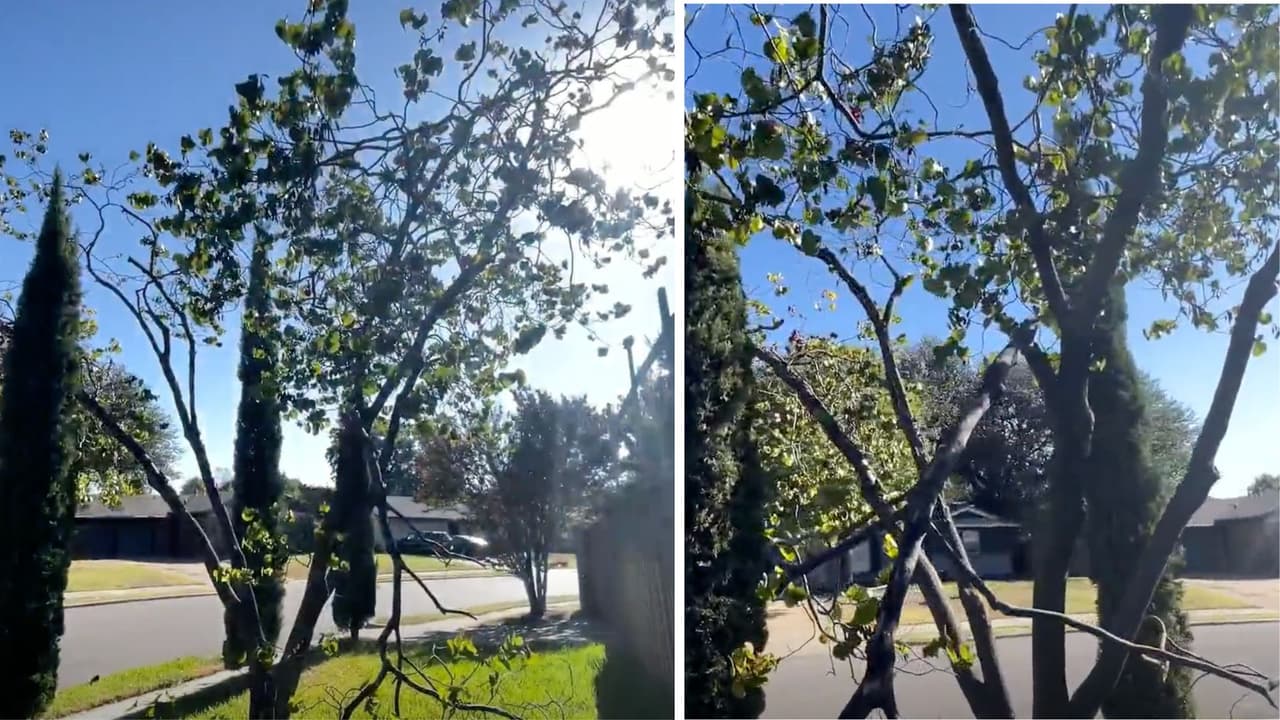 Este
<b>es el árbol donde estaba el cuerpo atado del cuello</b>, con los pies en el suelo y la boca y ojos cerrados, según describieron los testigos. Las autoridades dicen que se trata de un "posible suicidio", pero esto lo determinará el médico forense.