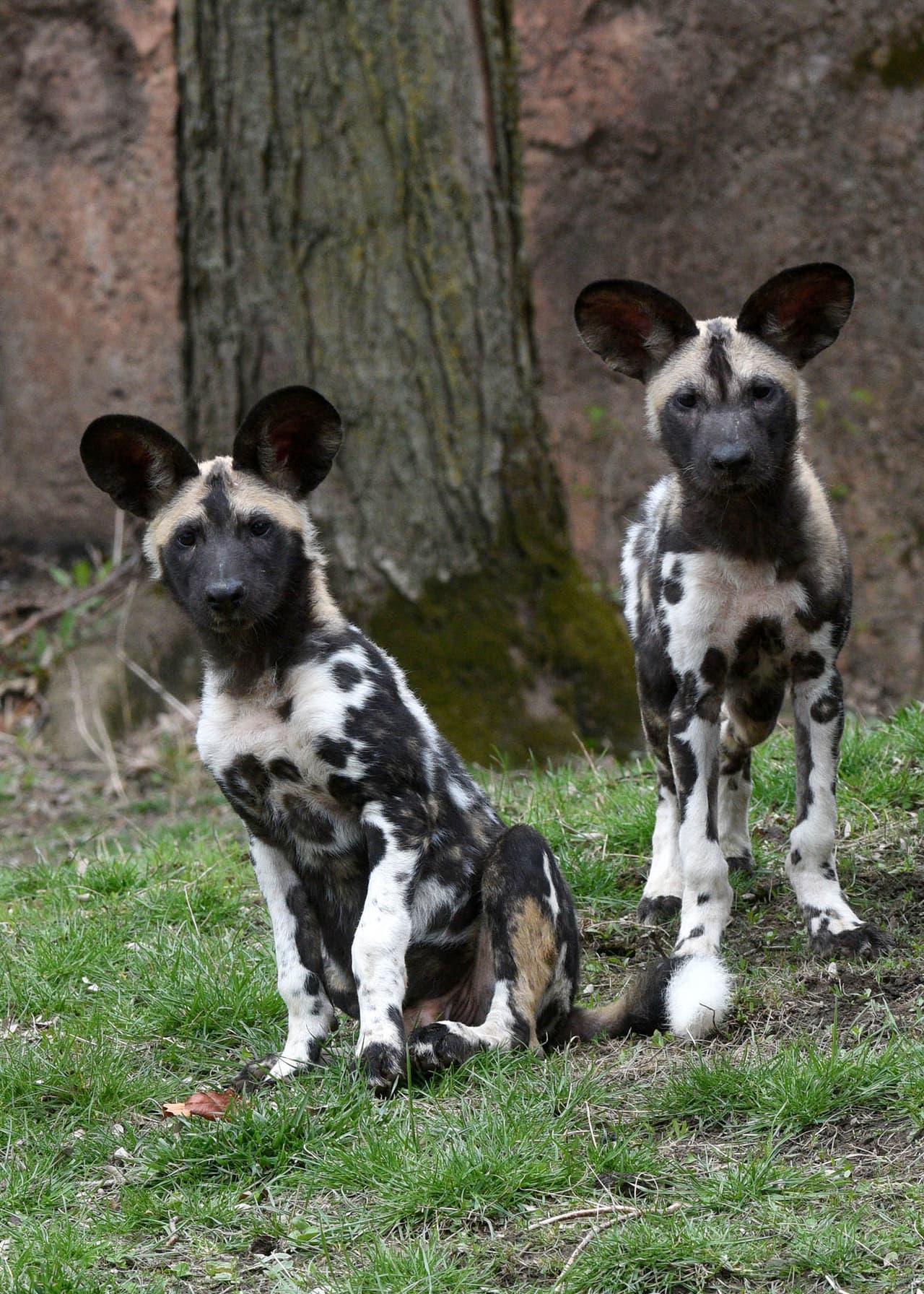 Durante el chat en vivo por Facebook mañana a las 11 a.m., uno de los especialistas en cuidado de animales dará una actualización sobre los cachorros, explicará la estructura social de los perros pintados africanos, y hablará sobre sus características únicas.