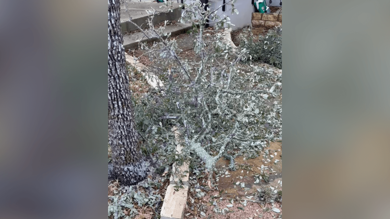 Otra persona grabó múltiples ramas caídas sobre su jardín en el centro de Texas.