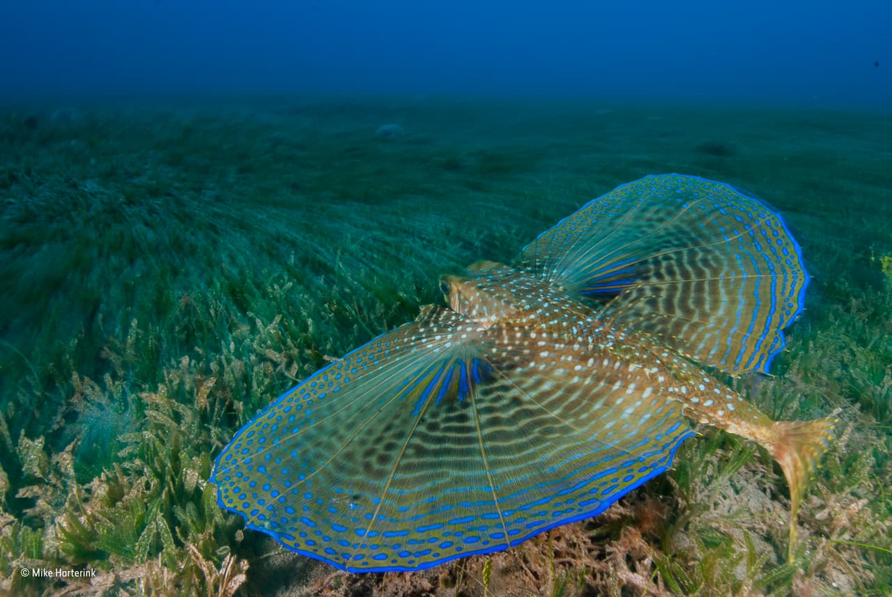 En Blue Bead Hole, St Eustatius, en el Mar Caribe, Mike usó una velocidad de obturación lenta para capturar el movimiento de esta especie conocida popularmente como "pergamino volador". Las aletas grandes pectorales de este pez se dividen en una aleta delantera más corta con espinas, que utiliza para "caminar" y meter en el suelo del océano en busca de alimento, y una parte más grande que es similar a un ala. Las aletas generalmente se colocan contra su cuerpo, pero cuando el pez se siente amenazado, las expande para ahuyentar a los depredadores.
<br>
<b>Fotografía: Mike Harterink / Museo de Historia Natural</b>