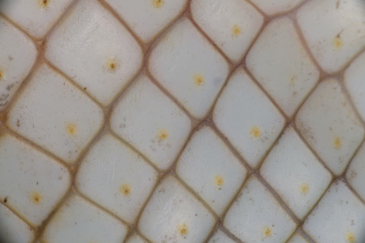 Estos son escamas de la serpiente del maíz.