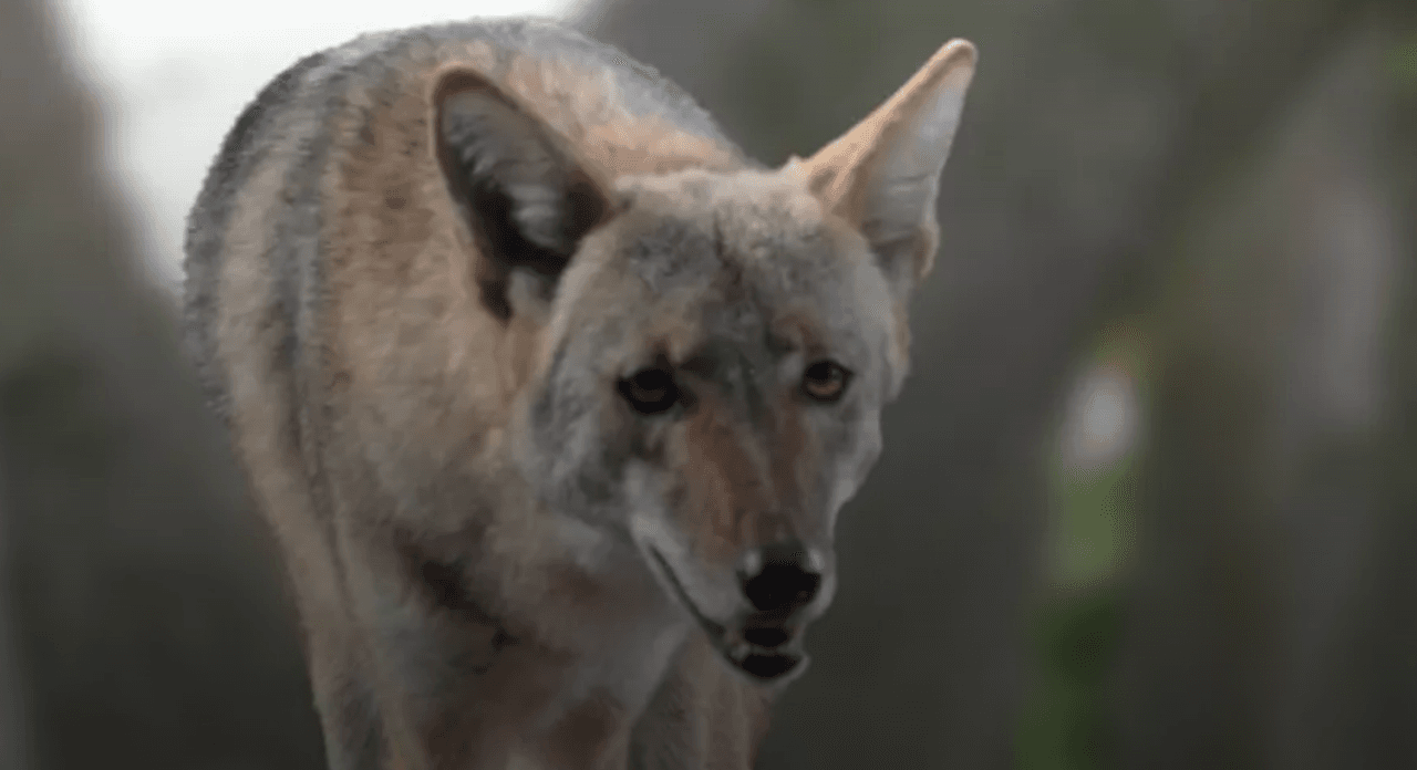 Los avistamientos de coyotes
<a href="https://www.univision.com/local/miami-wltv/reportan-un-animal-suelto-que-parece-ser-un-coyote-en-el-suroeste-del-condado-miami-dade-video">son frecuentes en el sur de Florida,</a> de acuerdo a los expertos de la Comisión de Pesca y Vida Salvaje.