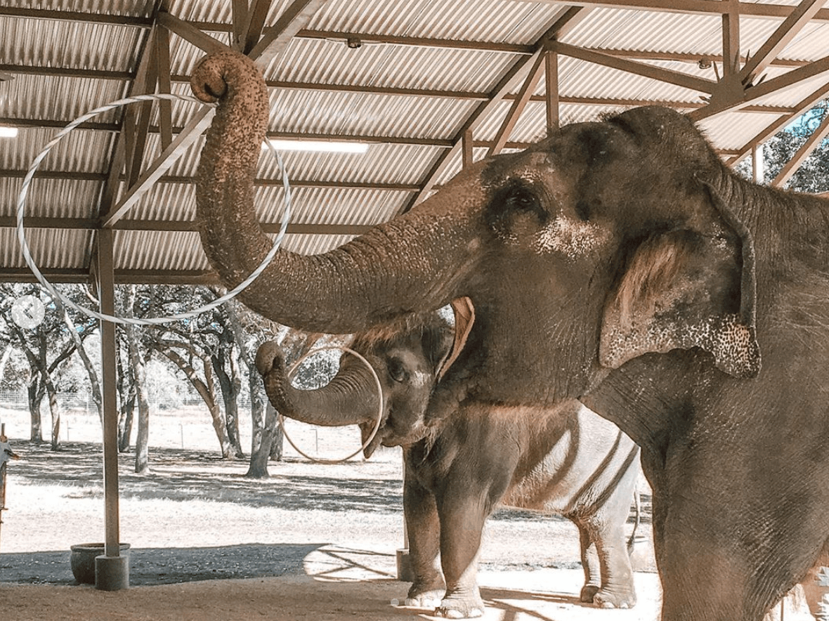 Esta experiencia interactiva fura 1.5 horas y permite que los visitantes se sumerjan por completo con estas increíbles criaturas para que comprendan la necesidad de conservación de los elefantes.