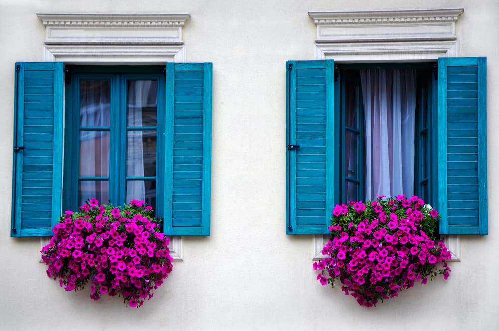 <b>PETUNIAS</b>
<br>Con su belleza, además de darle color a tu hogar, también se dice que atraen buena fortuna y prosperidad al lugar que adornan. Además, son incentivos para que no pierdas la esperanza.