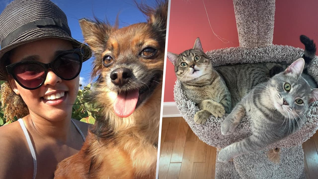 Seguidores de Univision 40 North Carolina compartieron las mejores fotos de sus animalitos. ¿Quieres enviar tu foto?
<a href="https://www.facebook.com/Univision40NC/photos/a.179073112195787/4280646502038407/" target="_blank">Publícala en nuestra página de Facebook.</a>