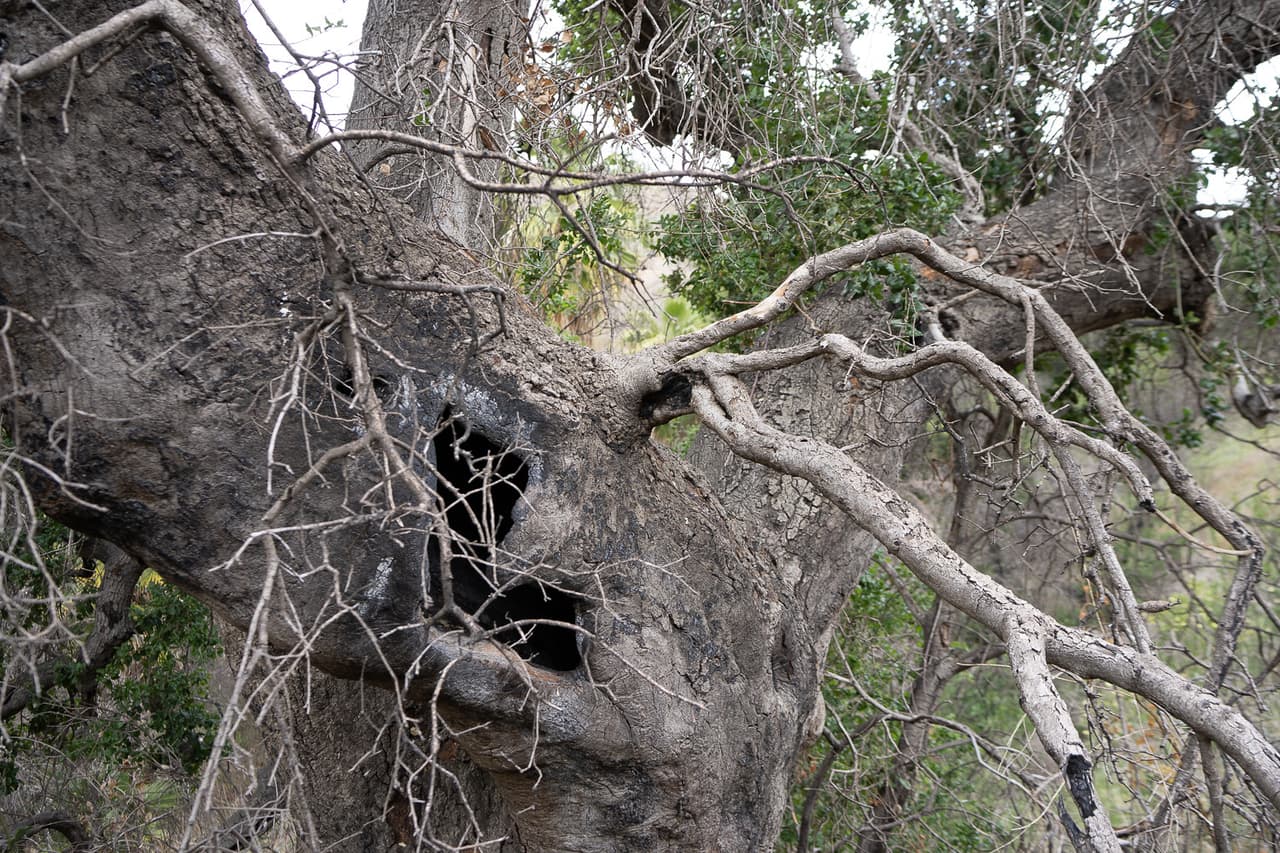 Los científicos creen que la madre usó el tronco del árbol como guarida para albergar a sus pequeños, debido a que el habitat natural ha sido destruido y afectado por el incendio Woolsey en Thousand Oaks.