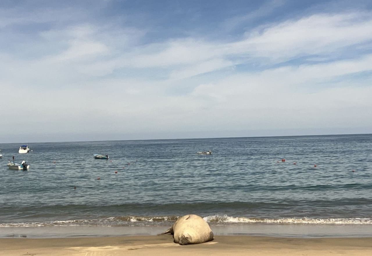 ¿Cómo está el elefante marino que salió a una playa en Nayarit? Calculan que pesa más de mil 500 libras