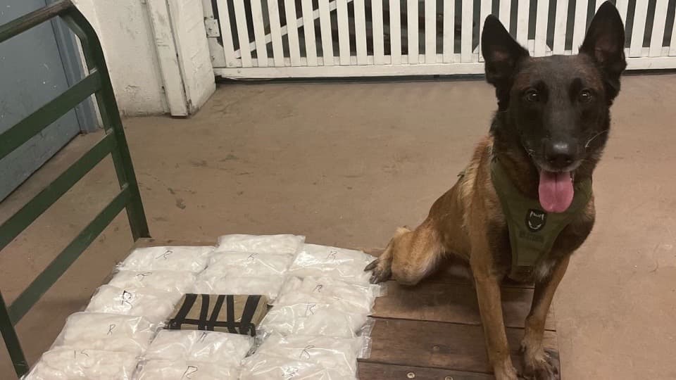 Perro policía del alguacil de Kern muere después de una persecución en Lamont