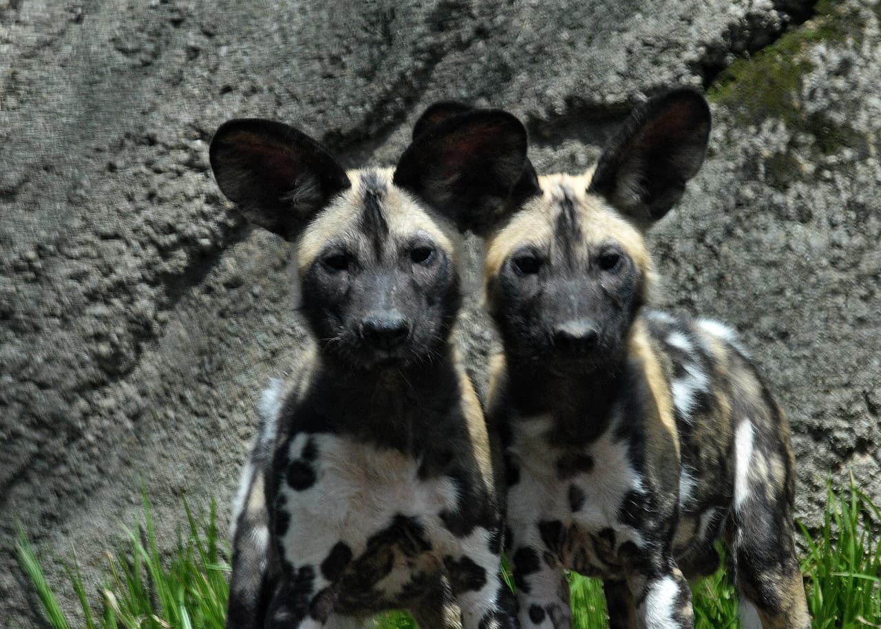 Los perros pintados han desaparecido de gran parte de su área de distribución anterior, convirtiéndolos en uno de los depredadores más amenazados de África.