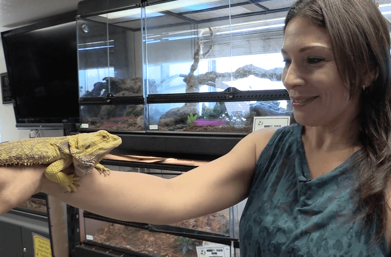 Se pueden adoptar dragones, serpientes pitón y otros animales que no son venenosos y, por supuesto, muchas tortugas.
<br>