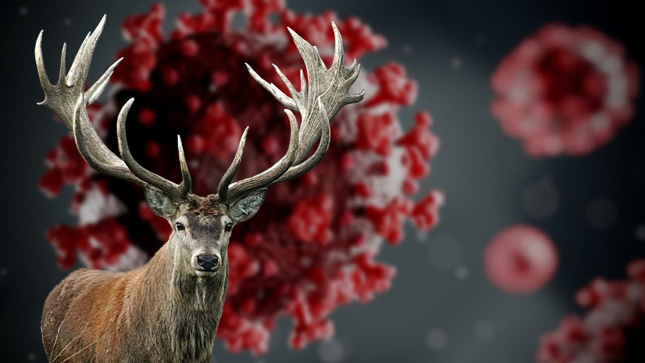 El coronavirus afecta la vida silvestre: ciervos dan positivo en la prueba de anticuerpos en Pensilvania