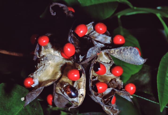 Las 5 plantas más hermosas que te podrían matar; ¡no las toques por nada!