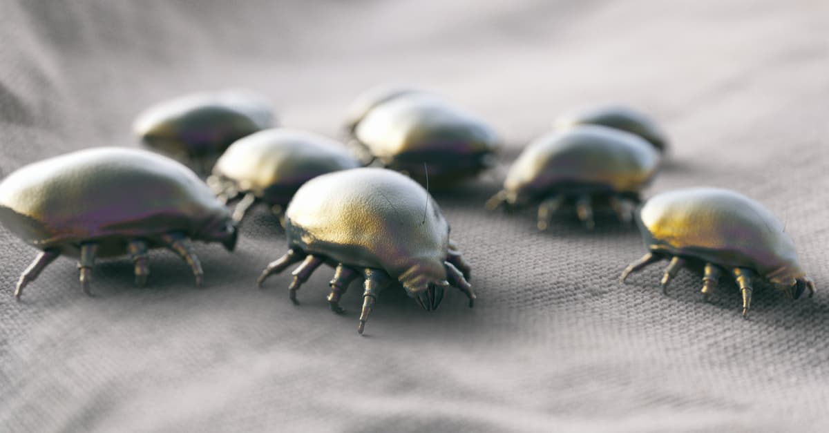 Los ácaros viven en tu colchón, pero sólo se necesitan 5 minutos para eliminarlos