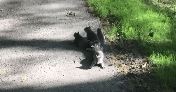 El extraño y curioso fenómeno del entrecruzamiento de las ardillas