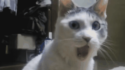 ¿Video gracioso antitabaco?: no fumar porque el cigarrillo mata también a los gatos y sin gatos no hay Internet