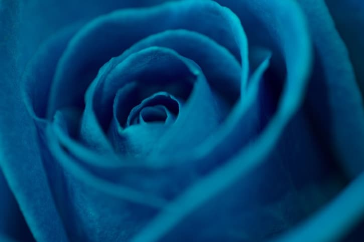 Tatuajes de rosas azules: símbolos de lo imposible