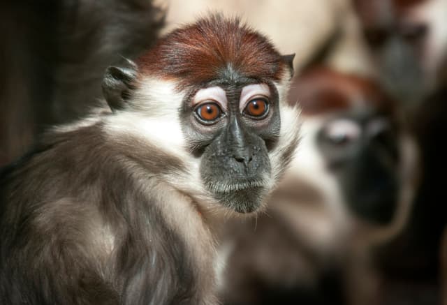 Más allá de El libro de la selva: 5 increíbles casos de niños que realmente fueron criados por animales