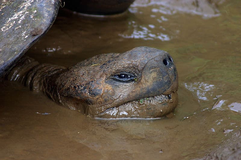 Chelonoidis donfaustoi, la especie de tortuga gigante descubierta en las Islas Galápagos