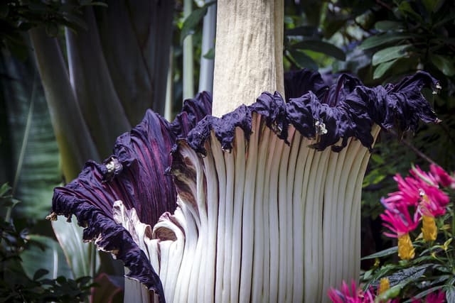 5 de las plantas más raras del mundo