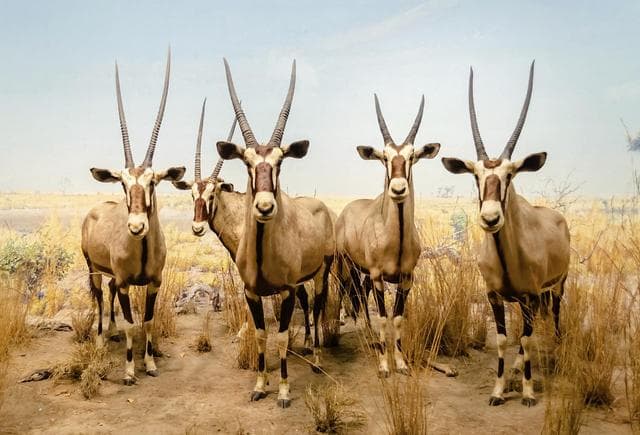 7 horribles verdades sobre algunos animales que seguro te sorprenderán