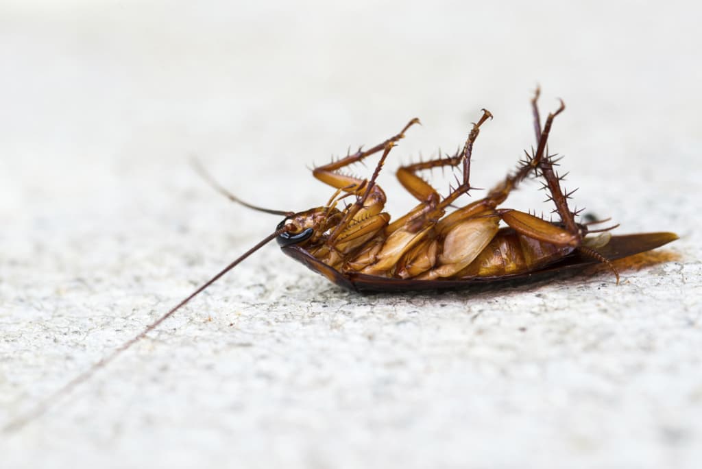 ¿Por qué las cucarachas siempre mueren panza arriba?
