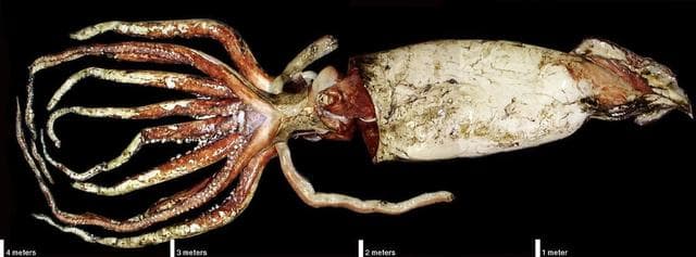10 grandes curiosidades sobre el calamar gigante que tienes que conocer
