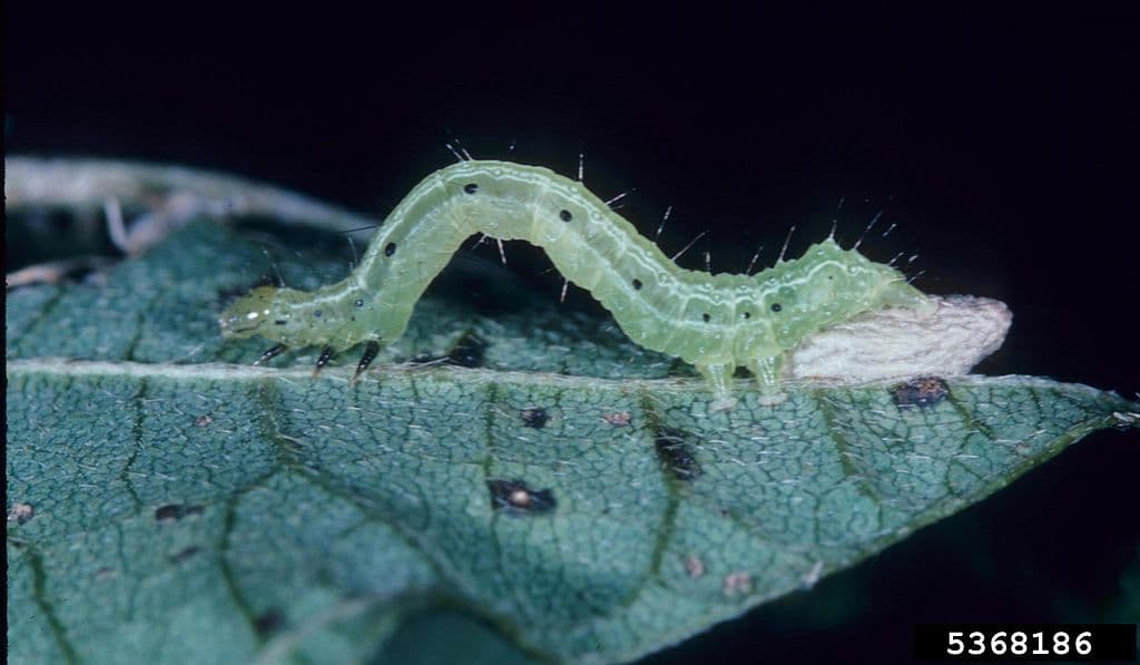 Parásitos beneficiosos para la vida