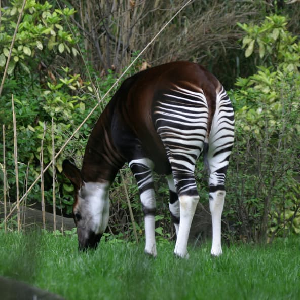 Avistan en el Congo un animal similar al unicornio