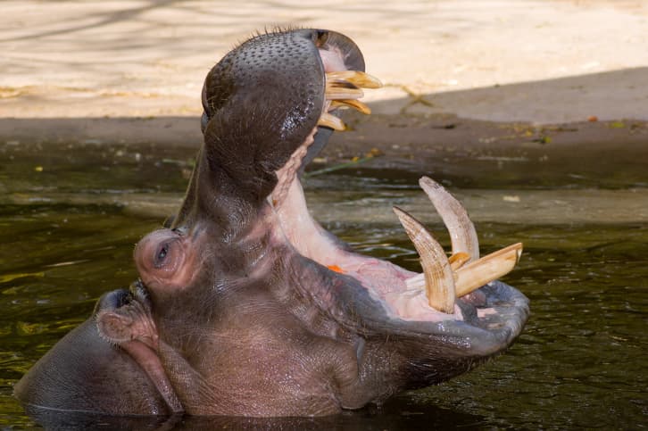 El hipopótamo: cerdo acuático