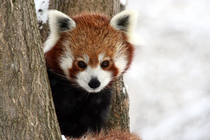 Pandas rojos: ¿Mapaches en el Himalaya?