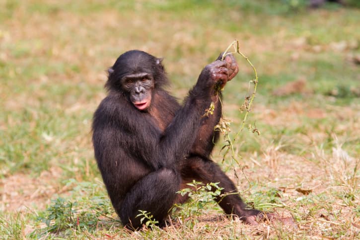 El bonobo: auto-domesticación y evolución animal