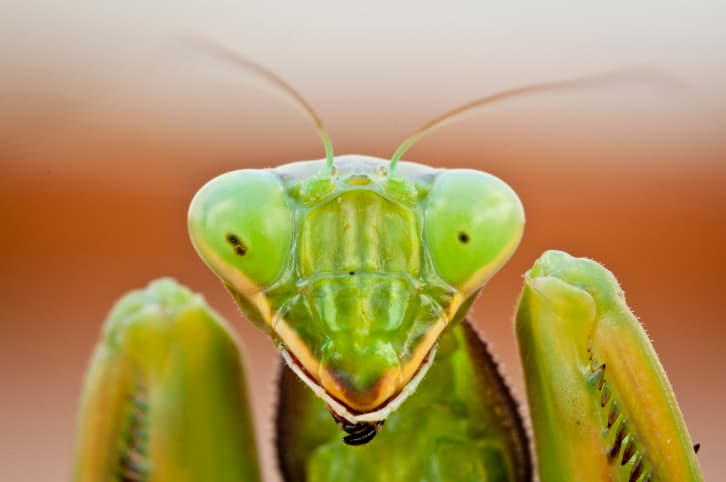 5 rituales de apareamiento del mundo animal por los que afortunadamente no tenemos que pasar