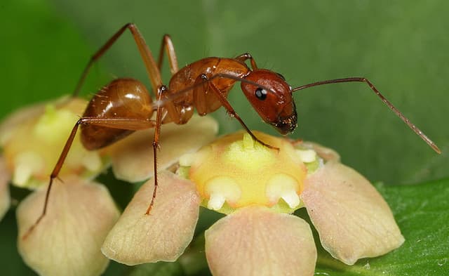 El reino de las hormigas en fotos