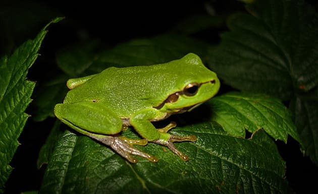 5 animales extraños encontrados recientemente