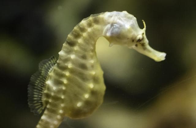 5 asombrosas cosas que los animales hacen con sus cachorros